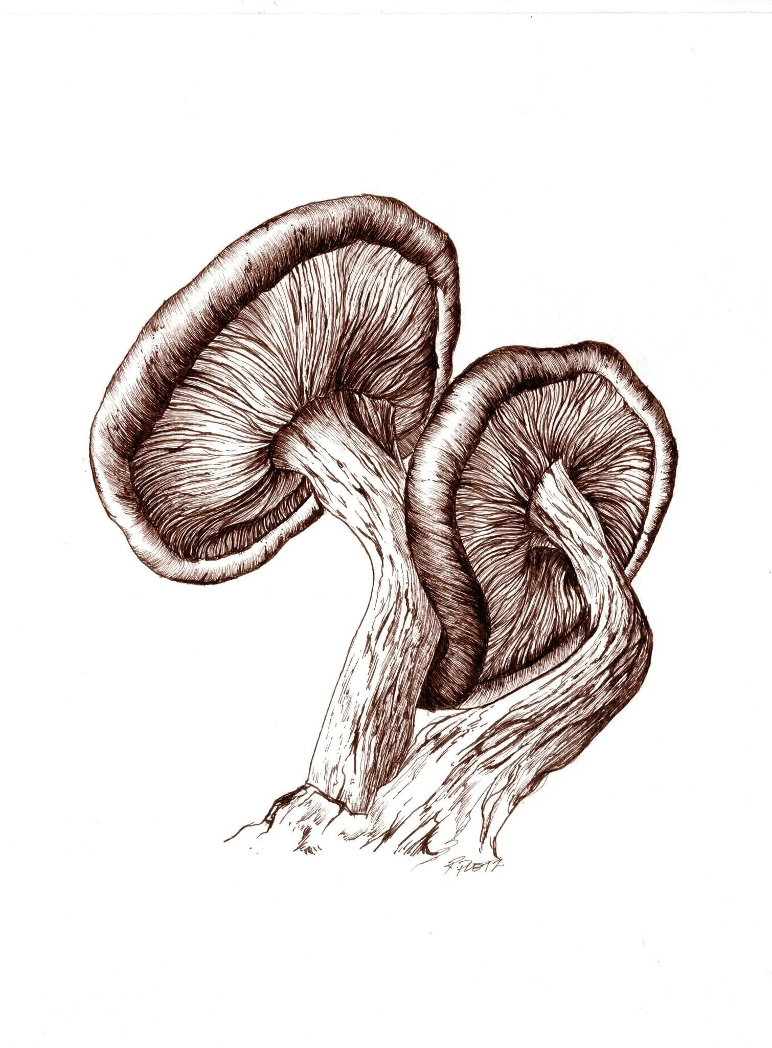 mushrooms2.jpg