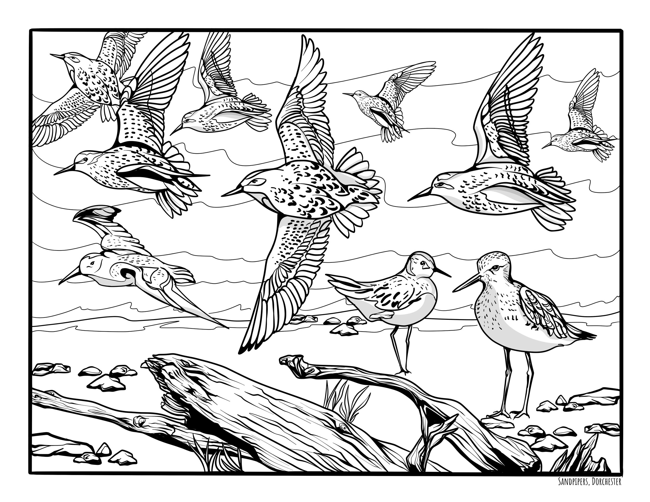 5 Dorchester sandpipers.jpg
