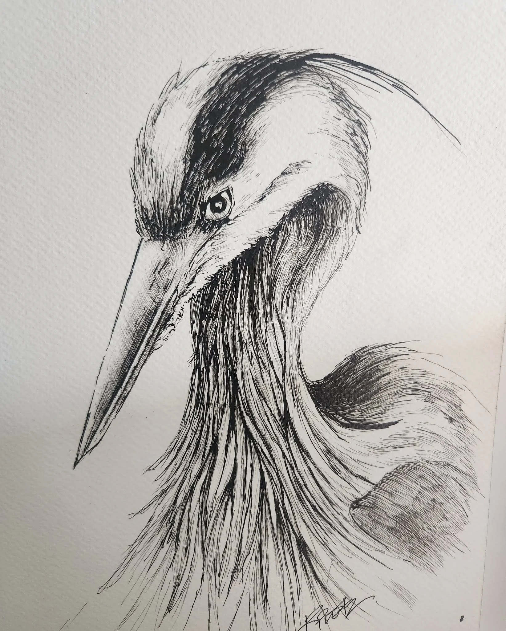 heron.jpg