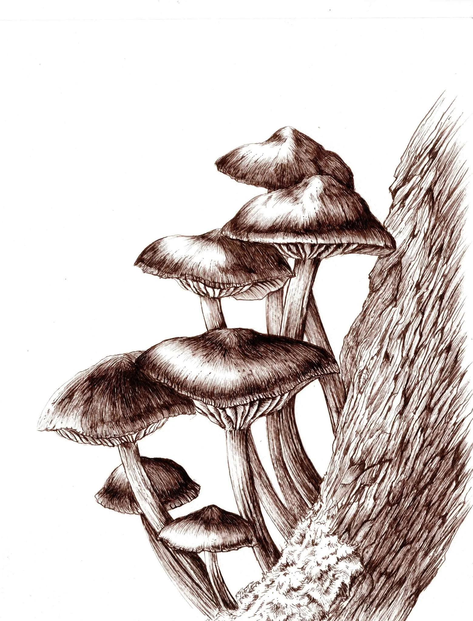 mushrooms.jpg
