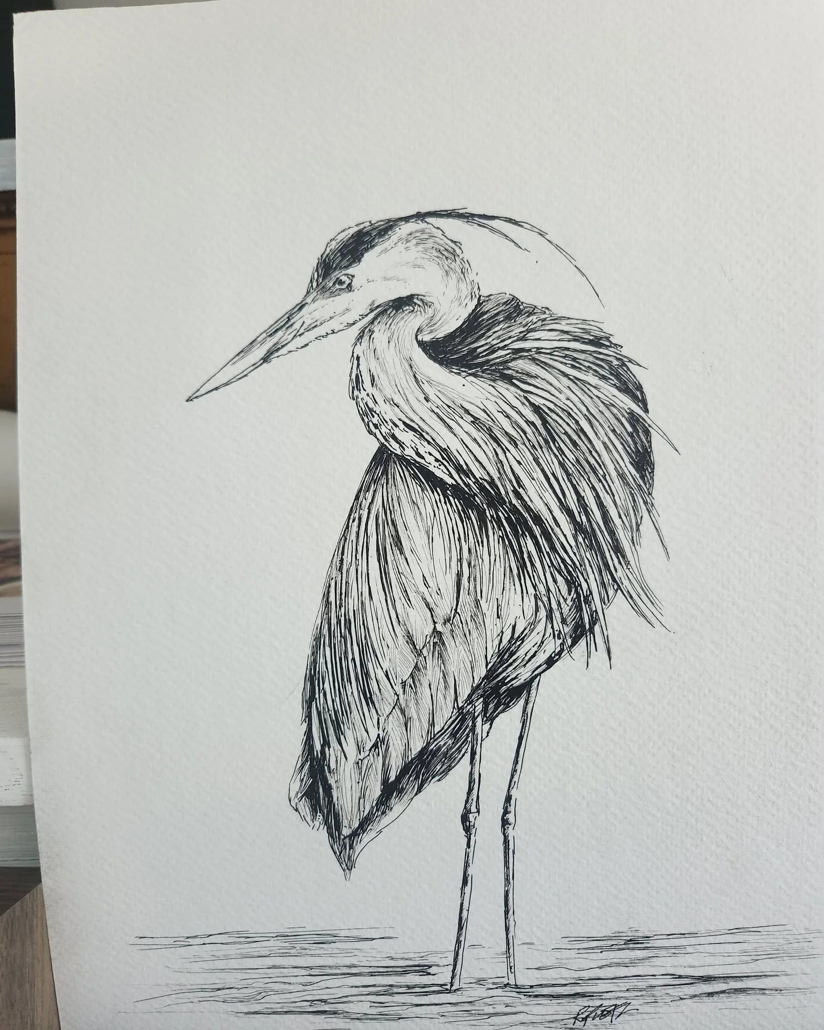 heron 2.jpg