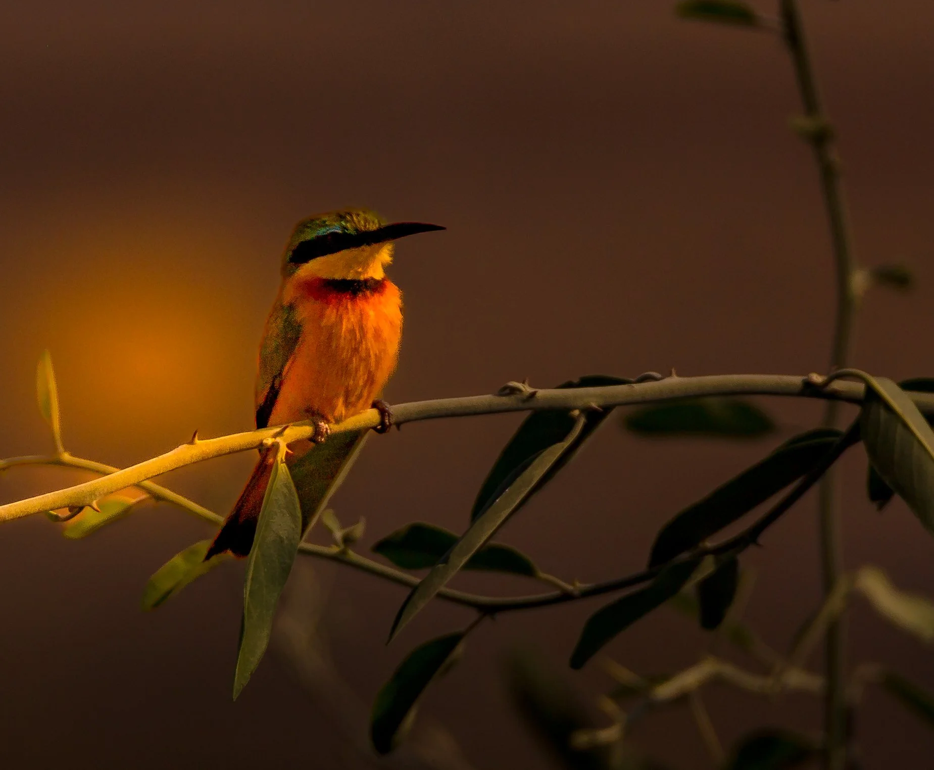 Bee Eater