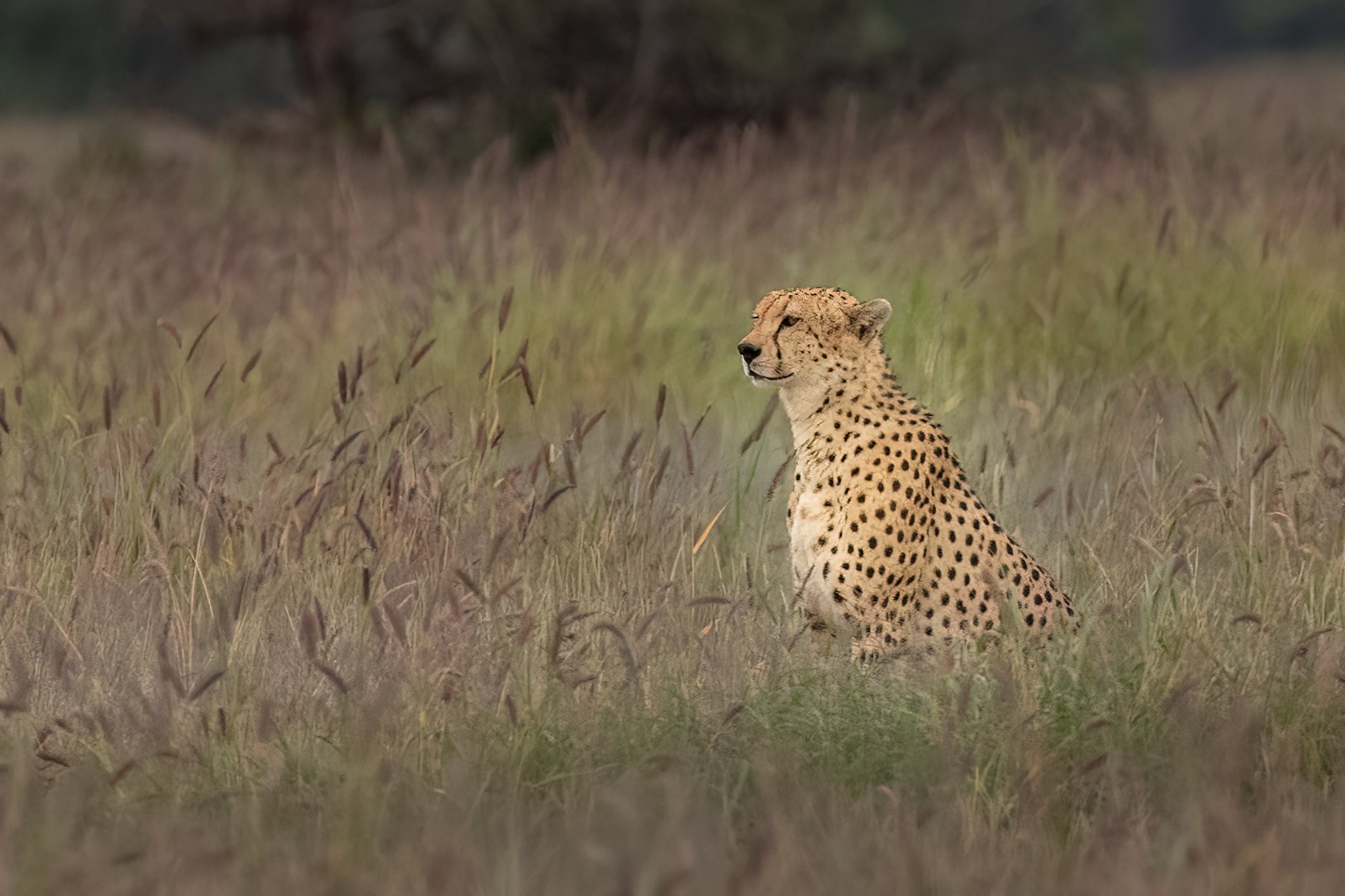 Cheetah 3.jpg