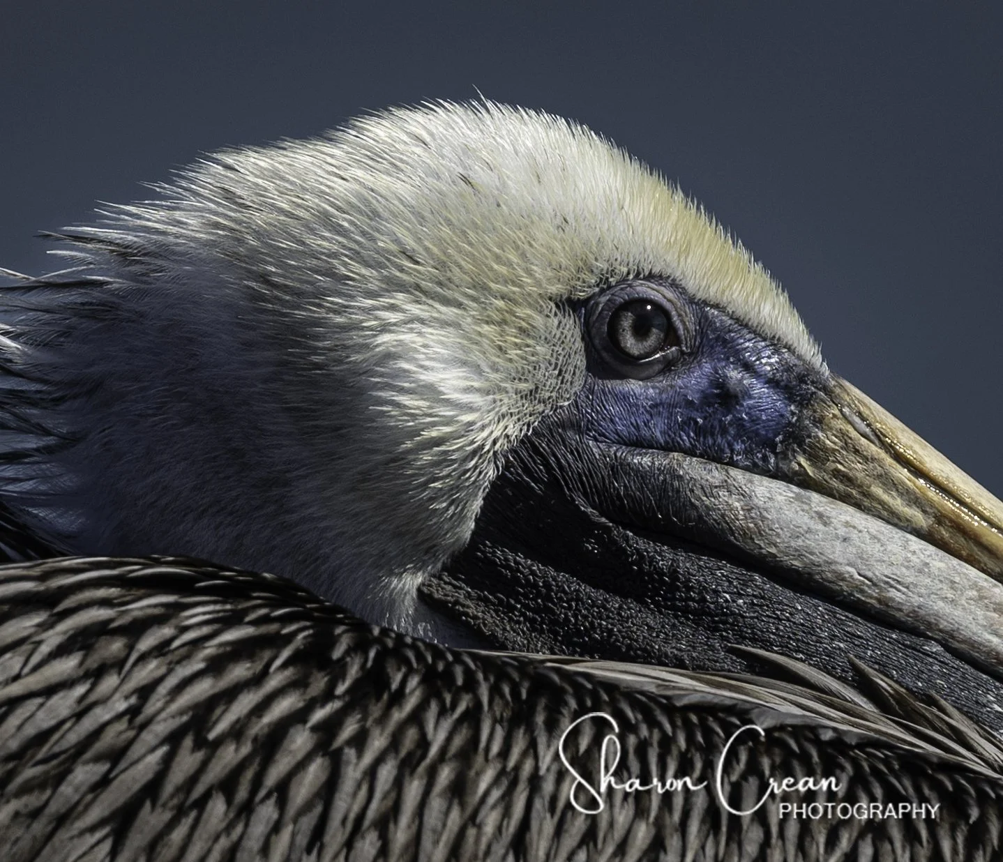 pelican closeup.jpg