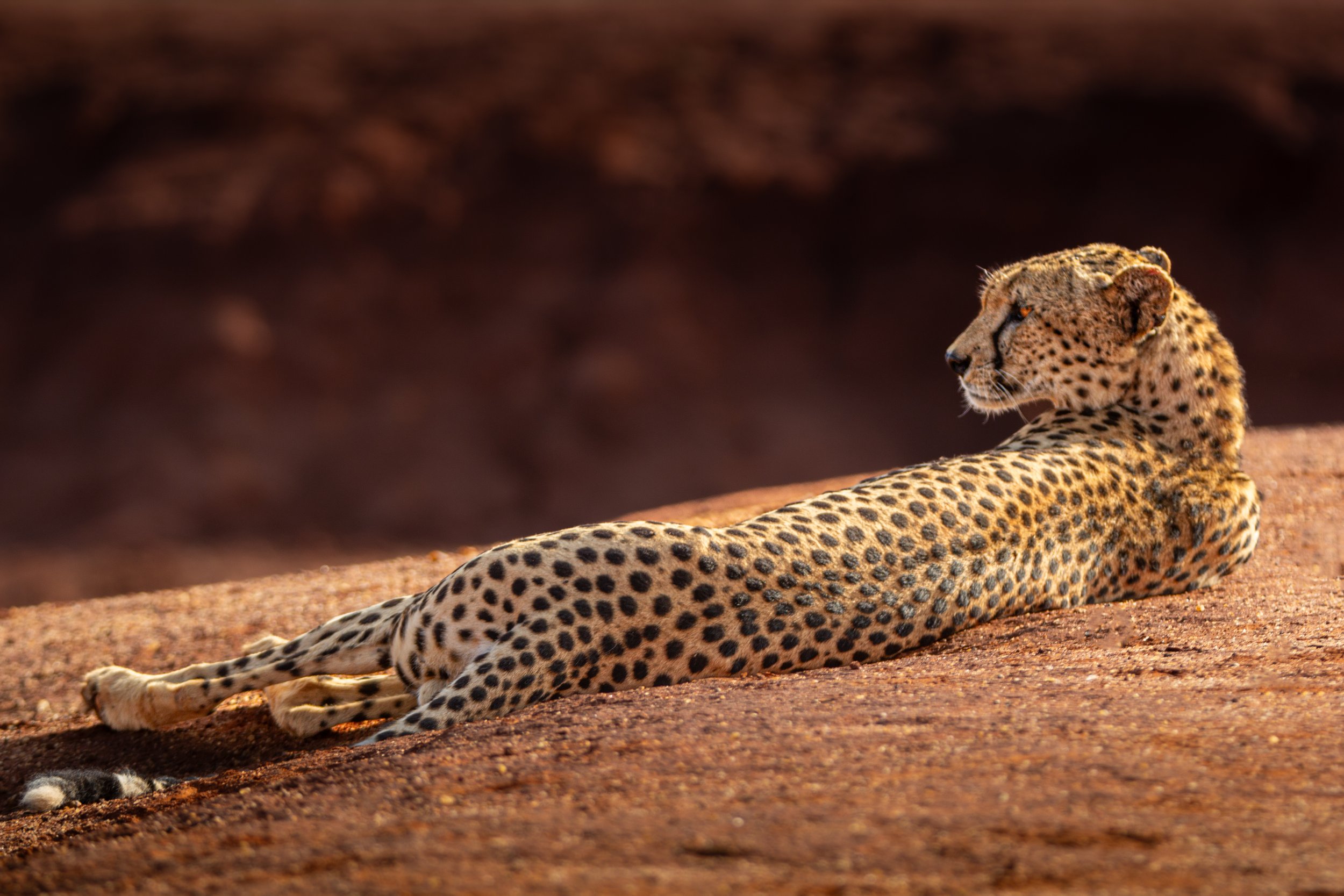 Cheetah 1.jpg