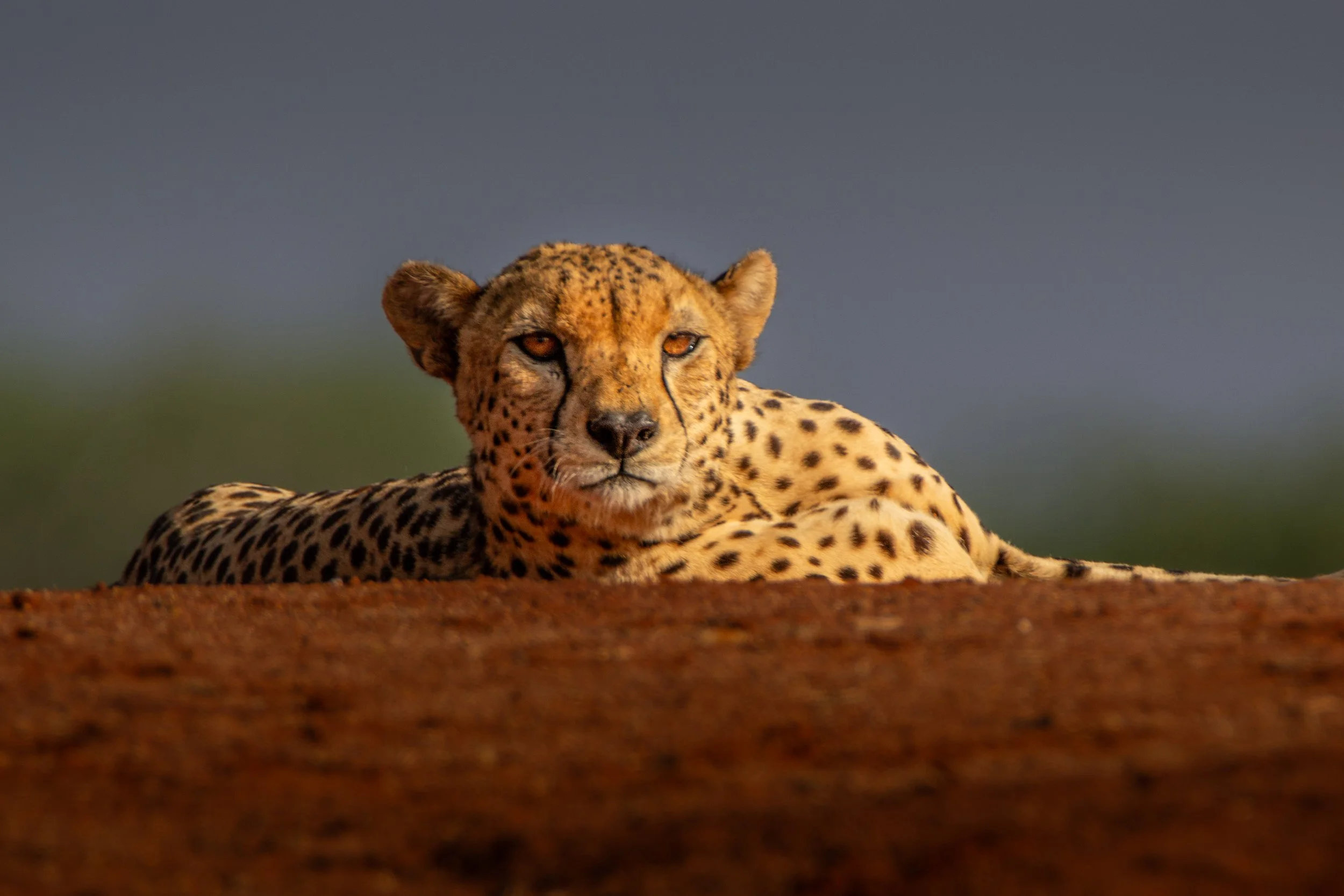 Cheetah 2.jpg