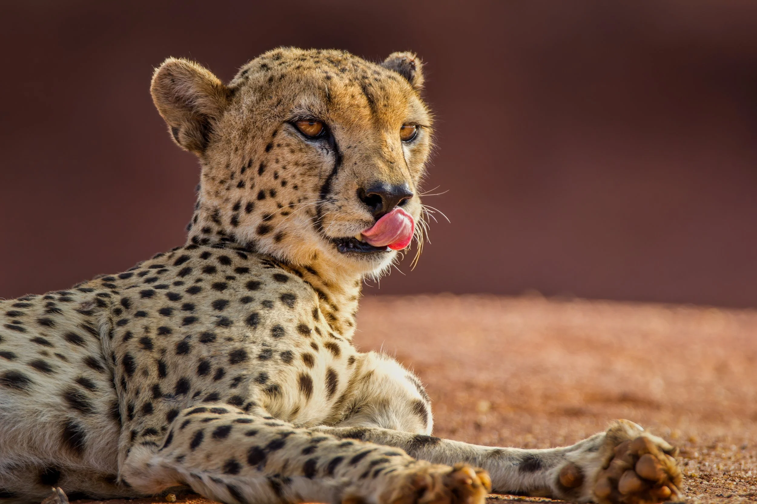 Cheetah