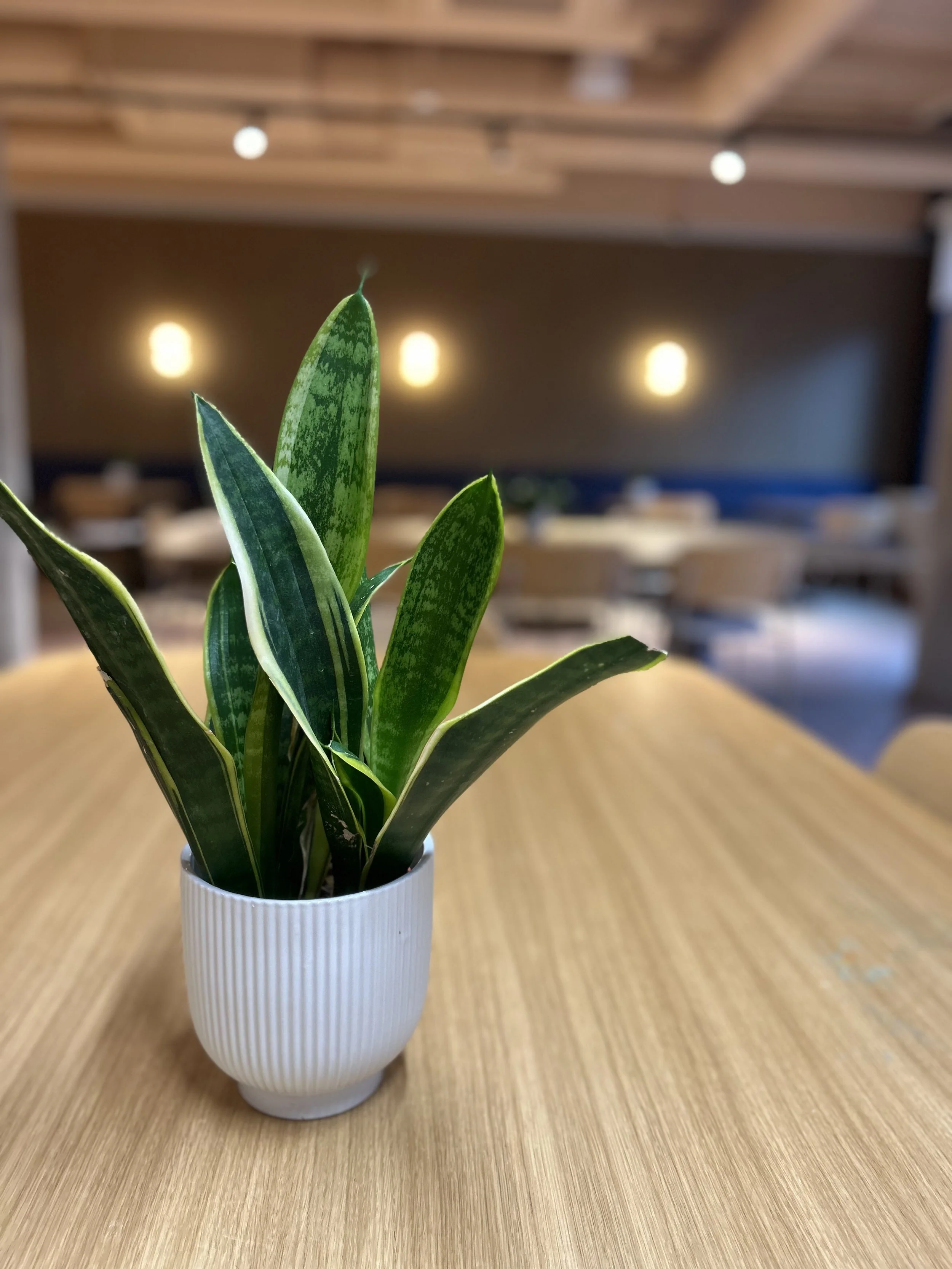 A potted snake plant with green and dark green variegated leaves on a wooden table in a modern, softly lit interior space. The plant is in a peaceful environment, symbolizing the importance of mental clarity, which can be taught by a mental coach.