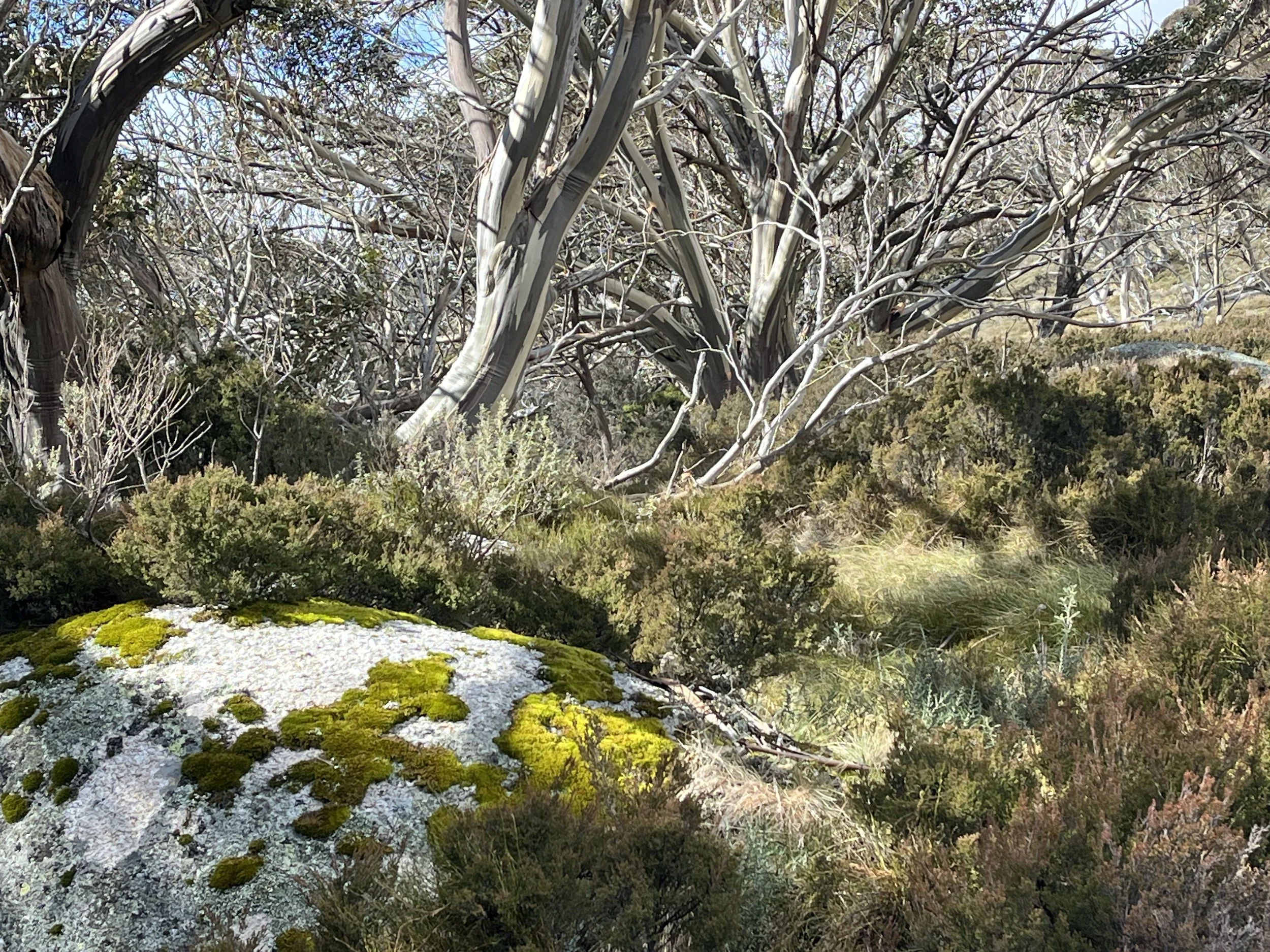 Kosciusko Art Workshop- 17th-22nd January 2027, Expressions of Interest open