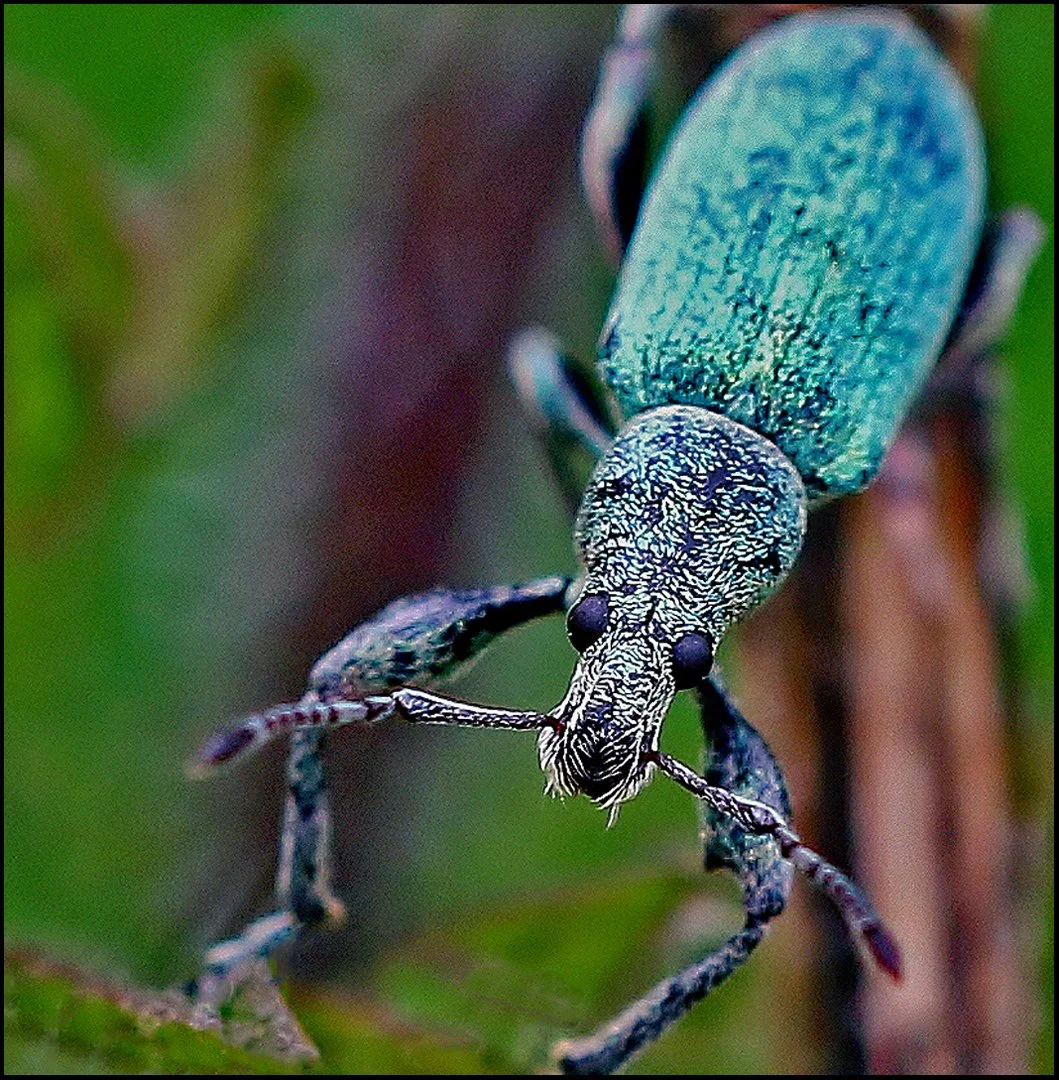 Green Nettle Weevil 1.jpg