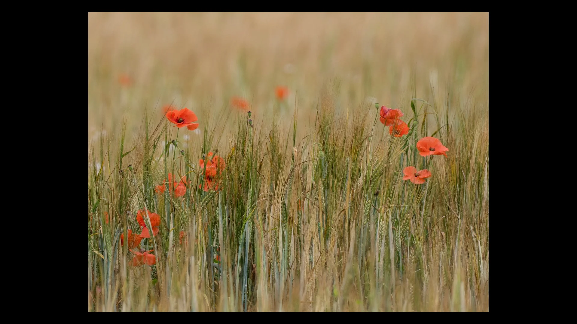 Runner Up Rewild Farming John Tallowin