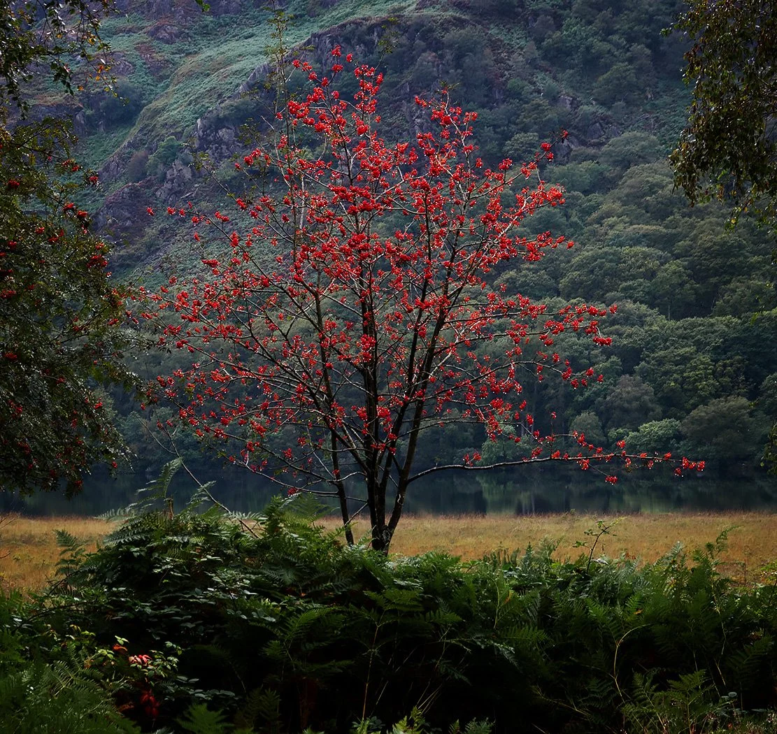 Rowan in the rain - Richard Courridge