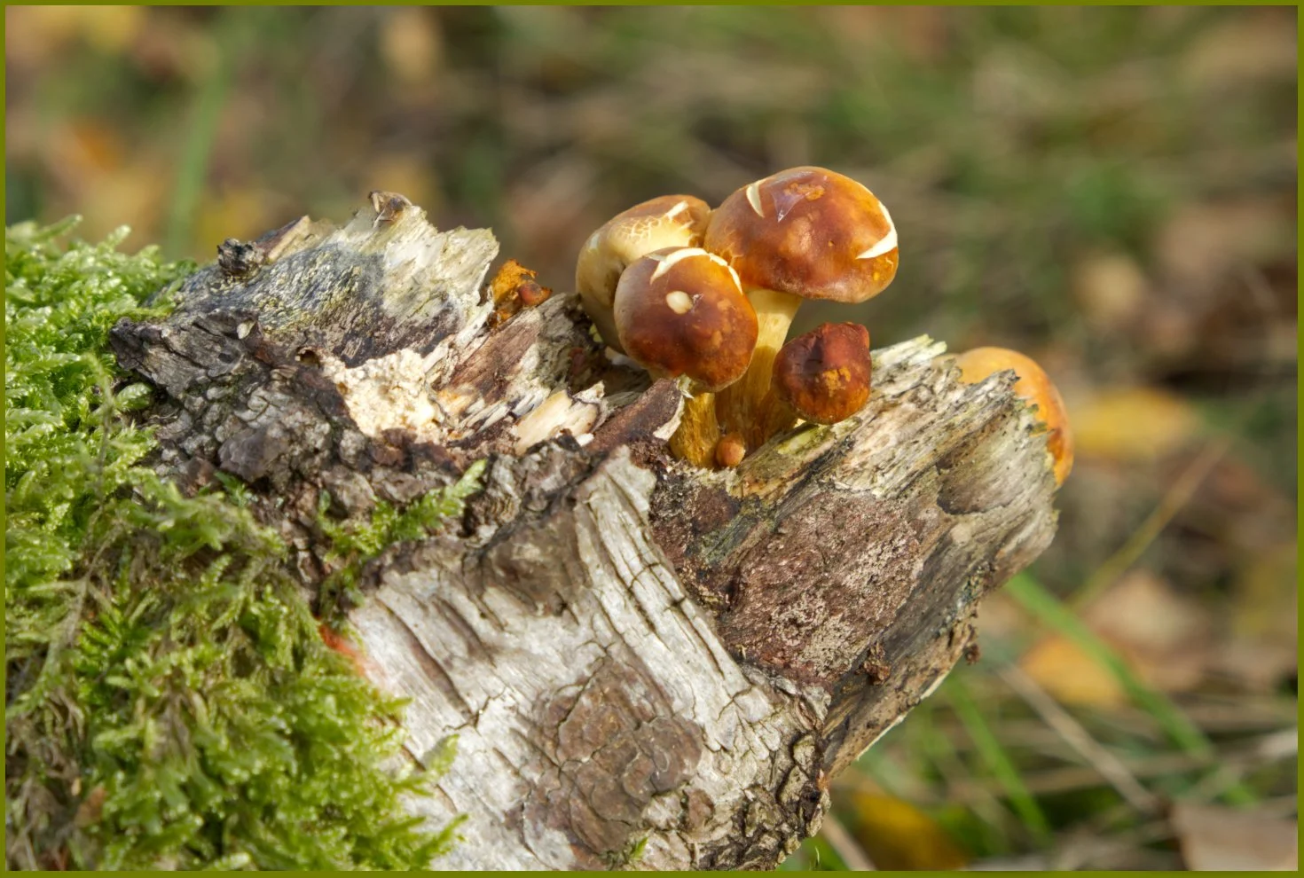 Family group of fungi - Gillian Denny