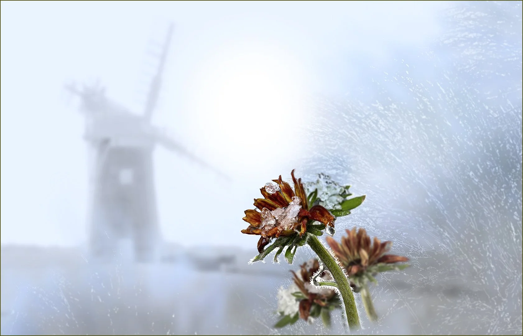 Last Colour in the Snow - Steve Knight