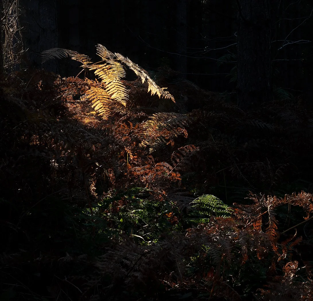 Forest Light - Richard Courridge