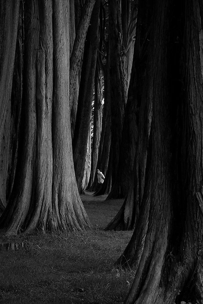 In the Monterey Cypress Grove - Richard Courridge