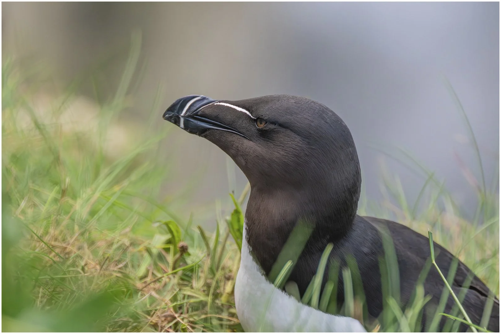 Resting Razorbill - Sandy Cowley
