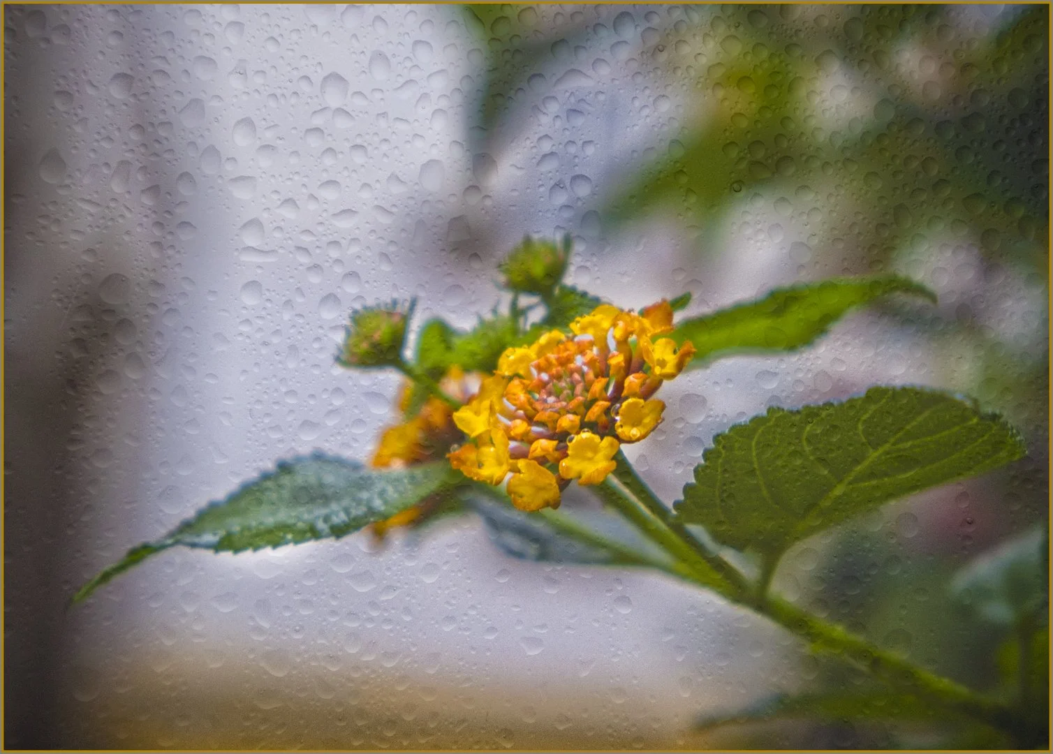 Blooming in the rain - Gillian Denny