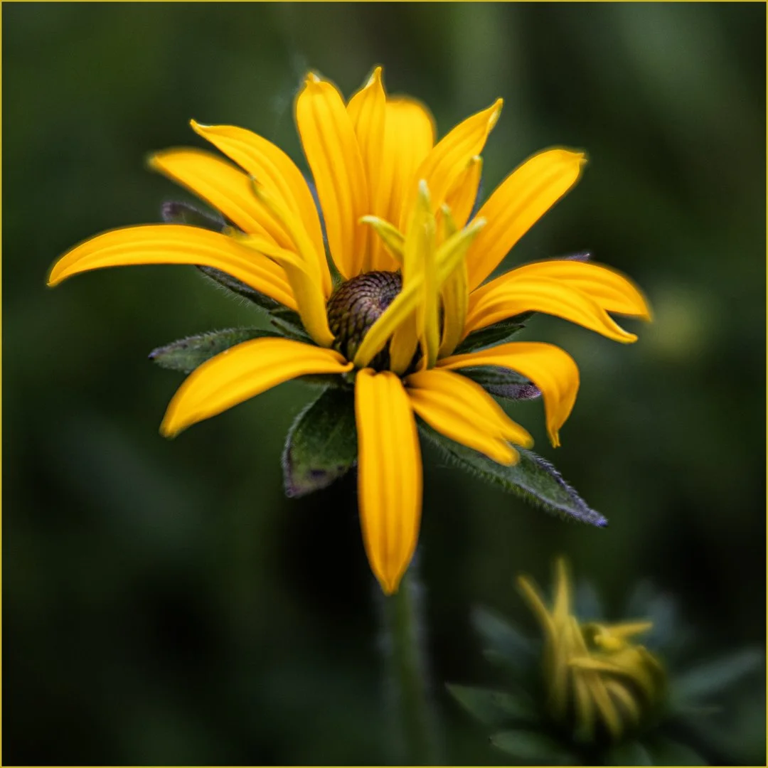 Black eyed Susan - Teresa Chaundy Brain