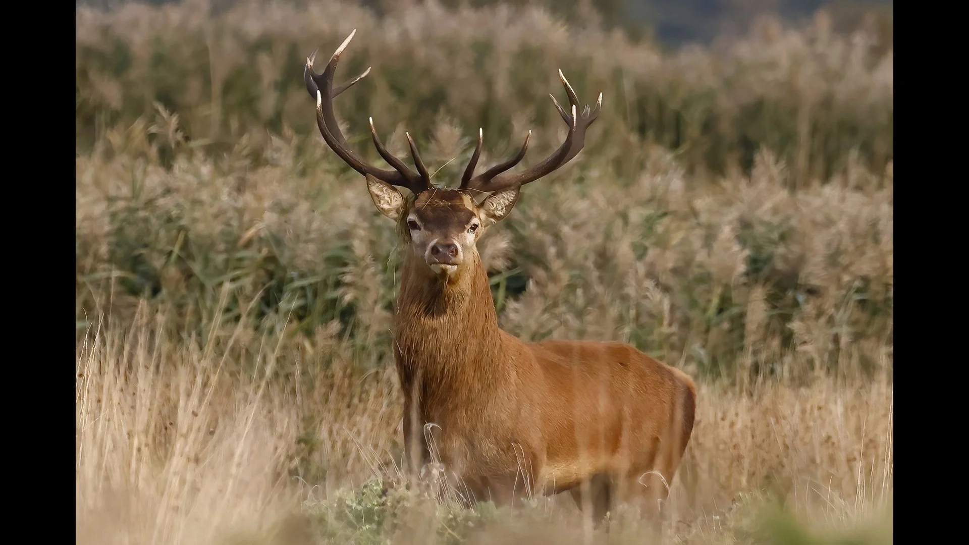 Inquisitive Stag - John Tallowin