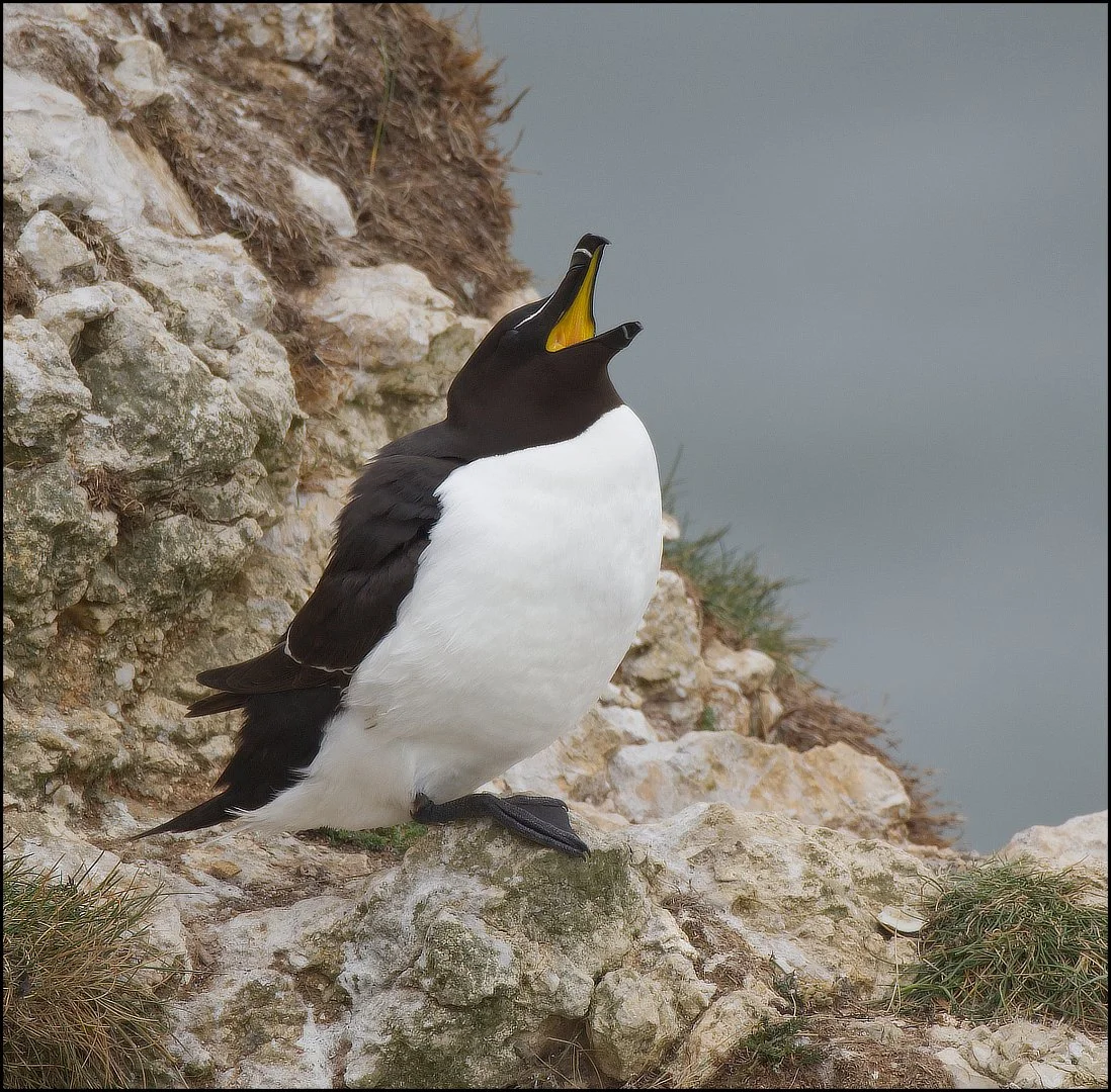 Razor Bill Sue Evans ARPS/CPAGB/ASINWP/BPE1