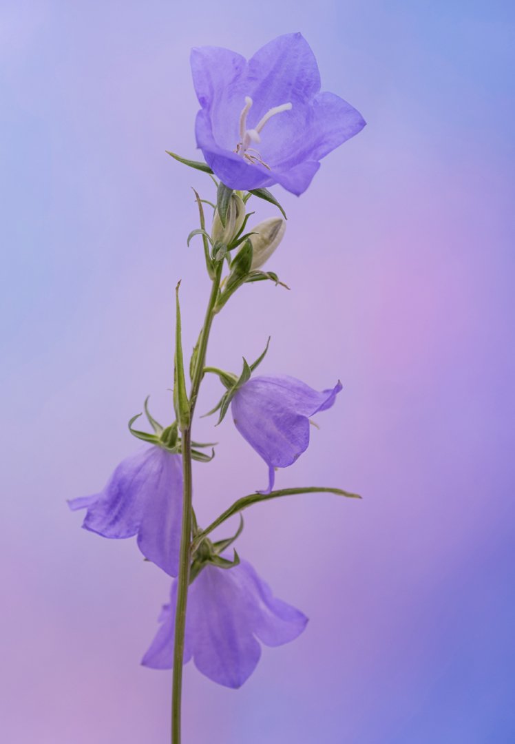 Campanula The Bell Flower Hazel Farrow LRPS