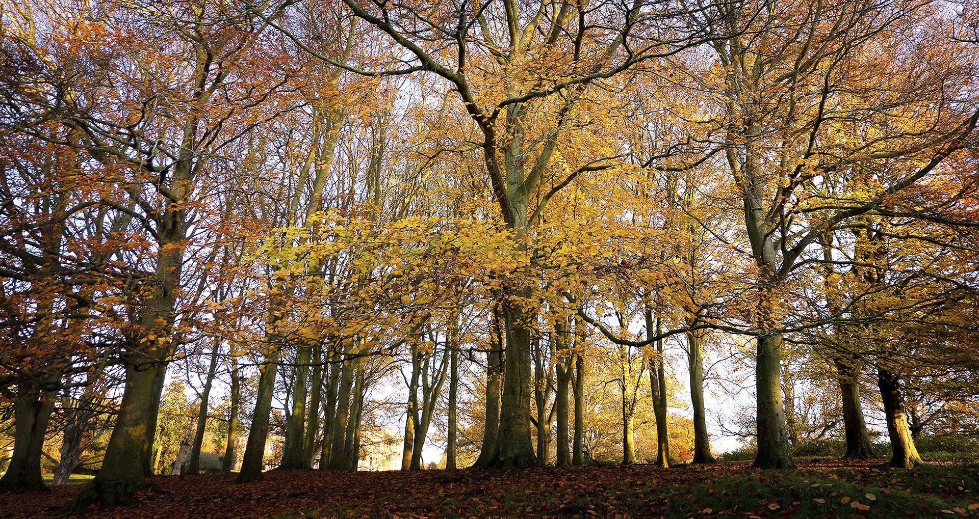 Beeches at Felbrigg hall - Richard Courridge