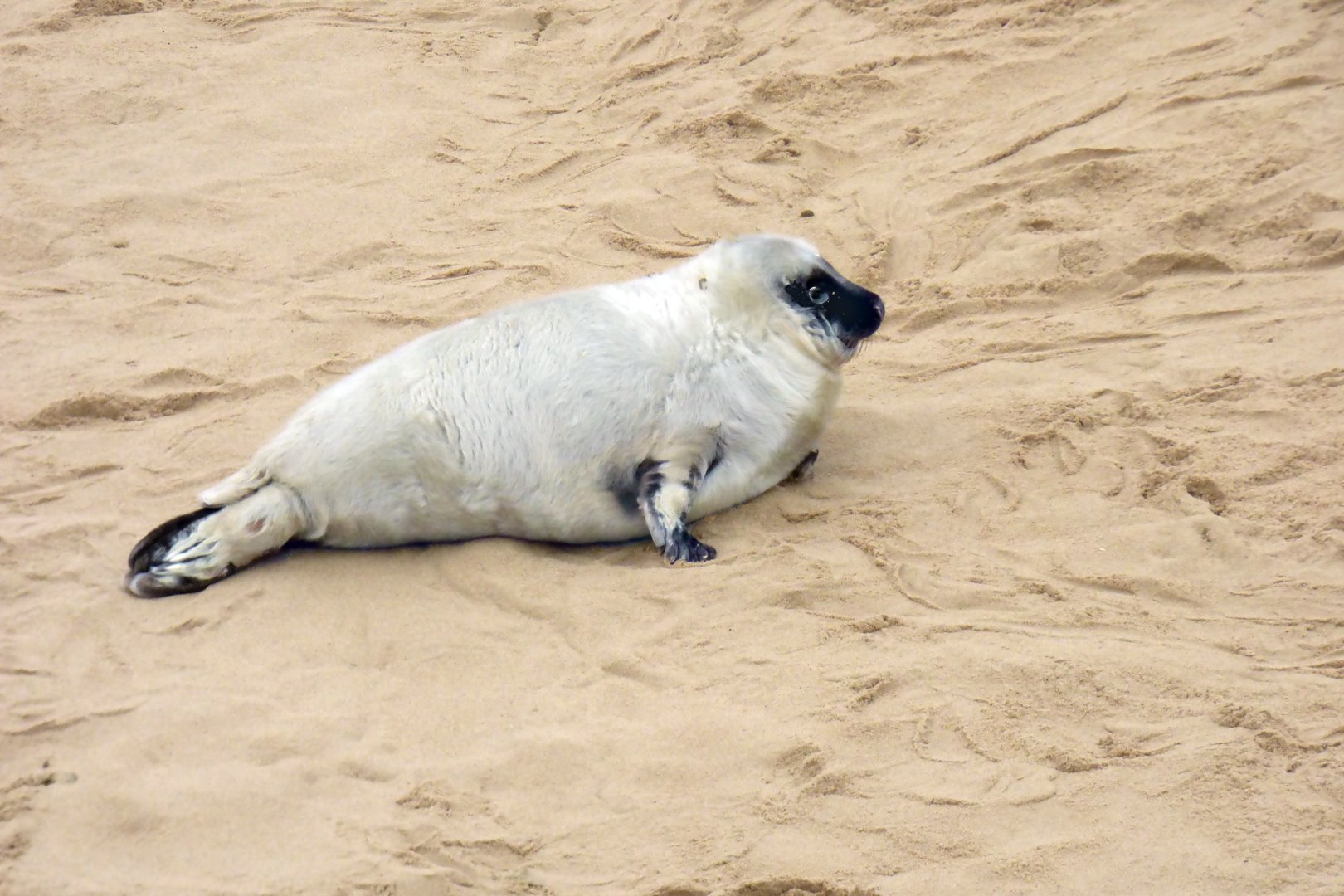 Baby Seal Horsey Gap Peter Nicholls