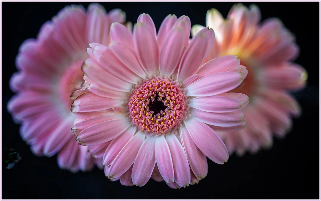 Eye of the Daisy - Teresa Chaundy Brain