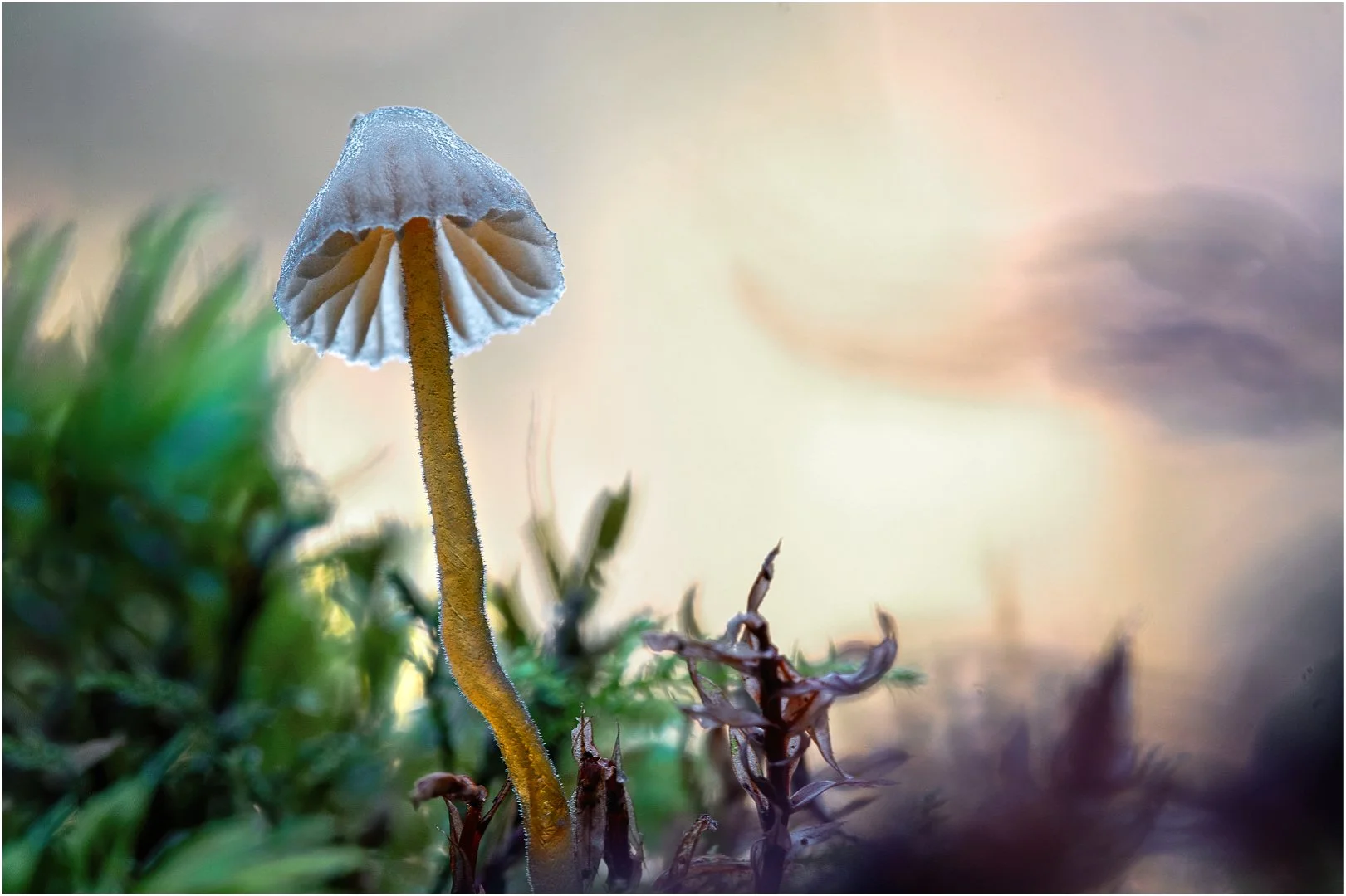 Fungus - David Cowling