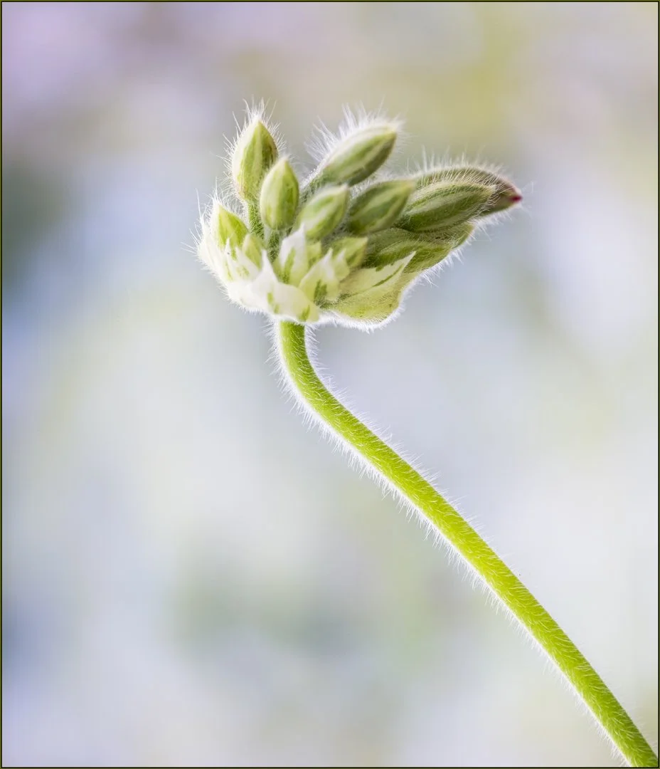 Pelargonium Buds Hazel Farrow LRPS