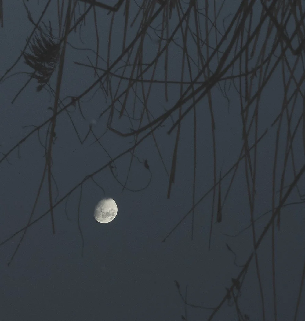 Puddle moon - Richard Courridge