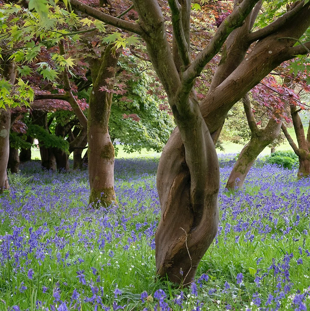 Bluebells - 2nd RUNNER UP - Richard Courridge
