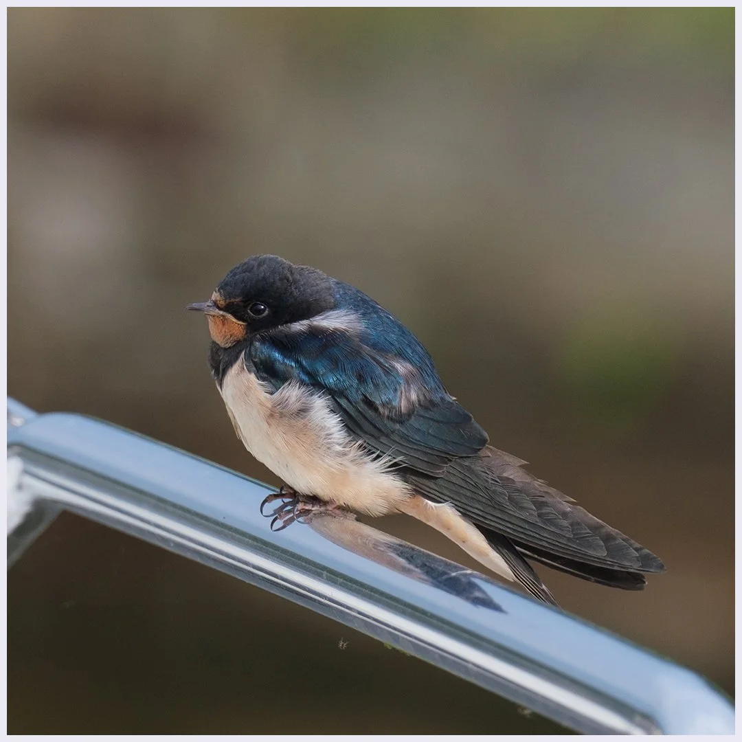 Young Swallow On Rigging Jennie Mursell LRPS