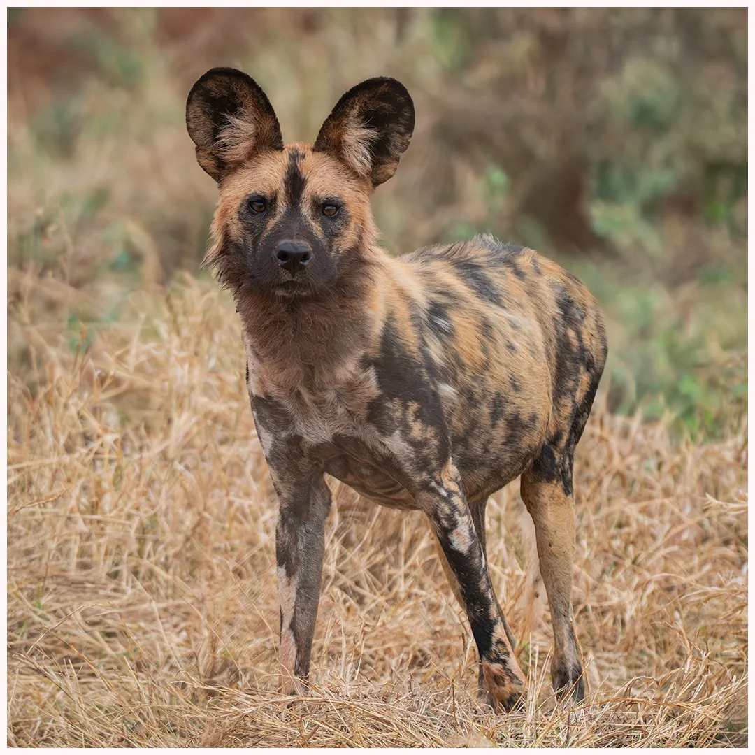 African Wild Dog Sandy Cowley