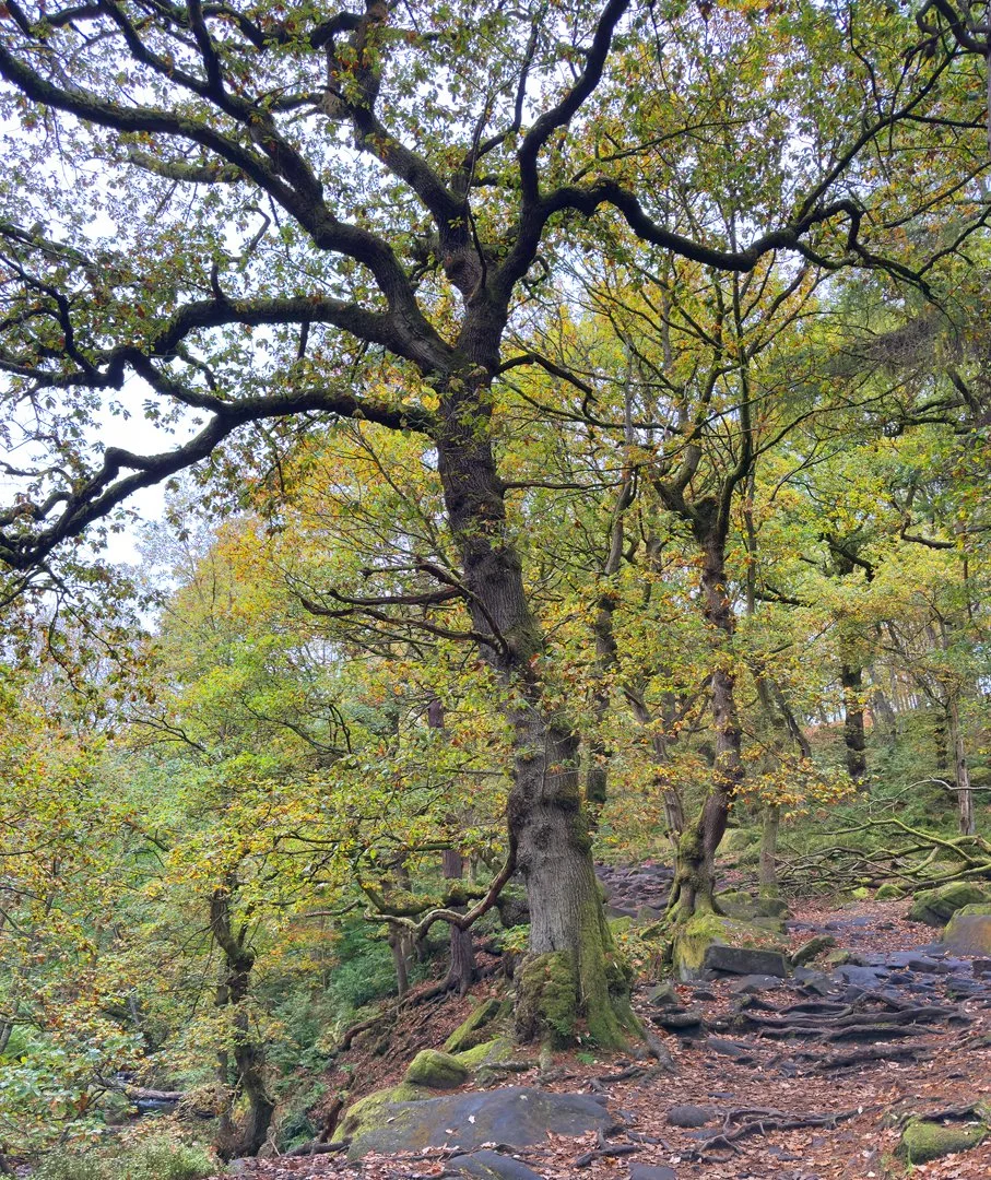 Image 4 Hazel Farrow LRPS