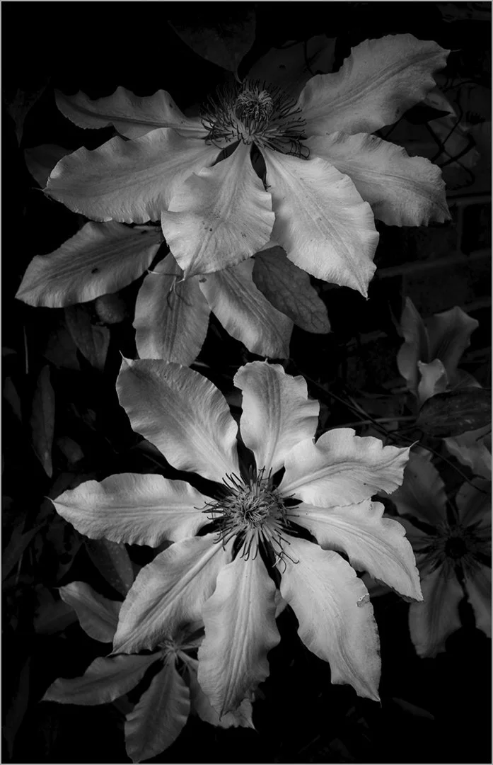 Clematis - Teresa Chaundy Brain