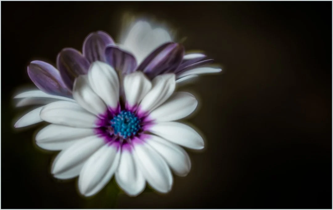 Lensbaby Daisy - Teresa Chaundy-Brain