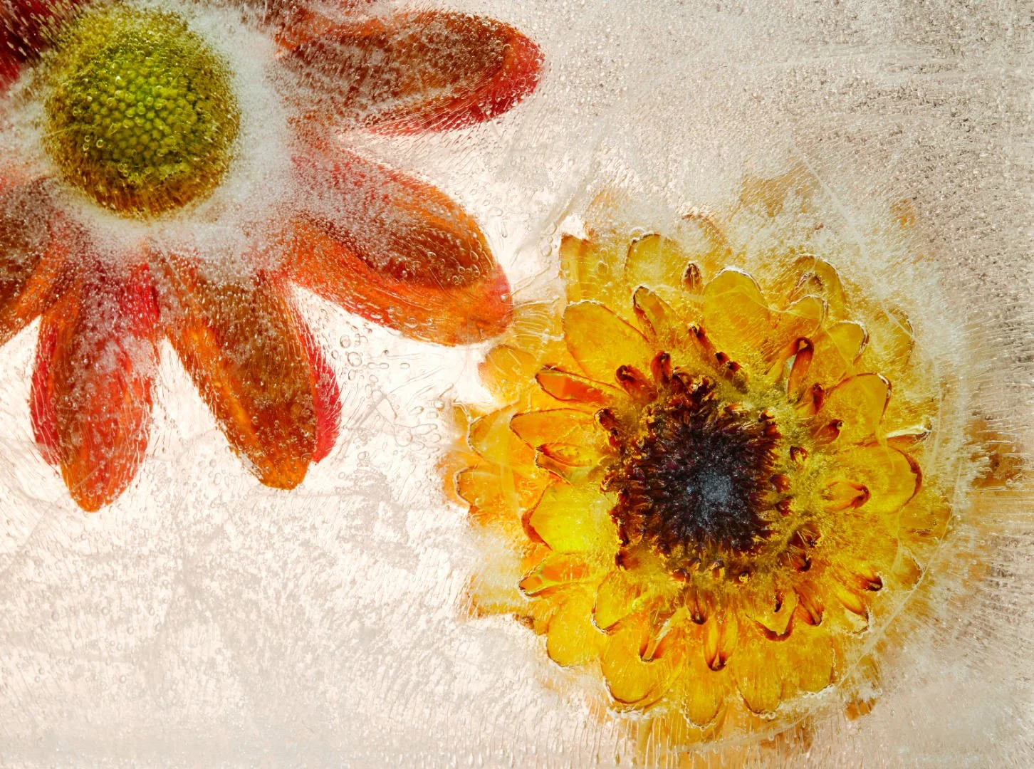 Iced Flowers - WINNER - Sue Evans