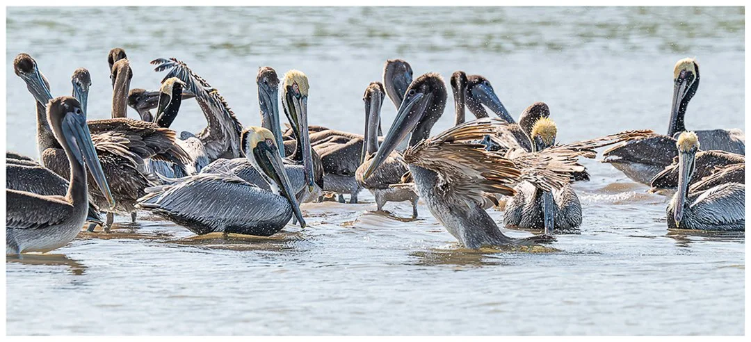 Bathtime - Sandy Cowley LSINWP
