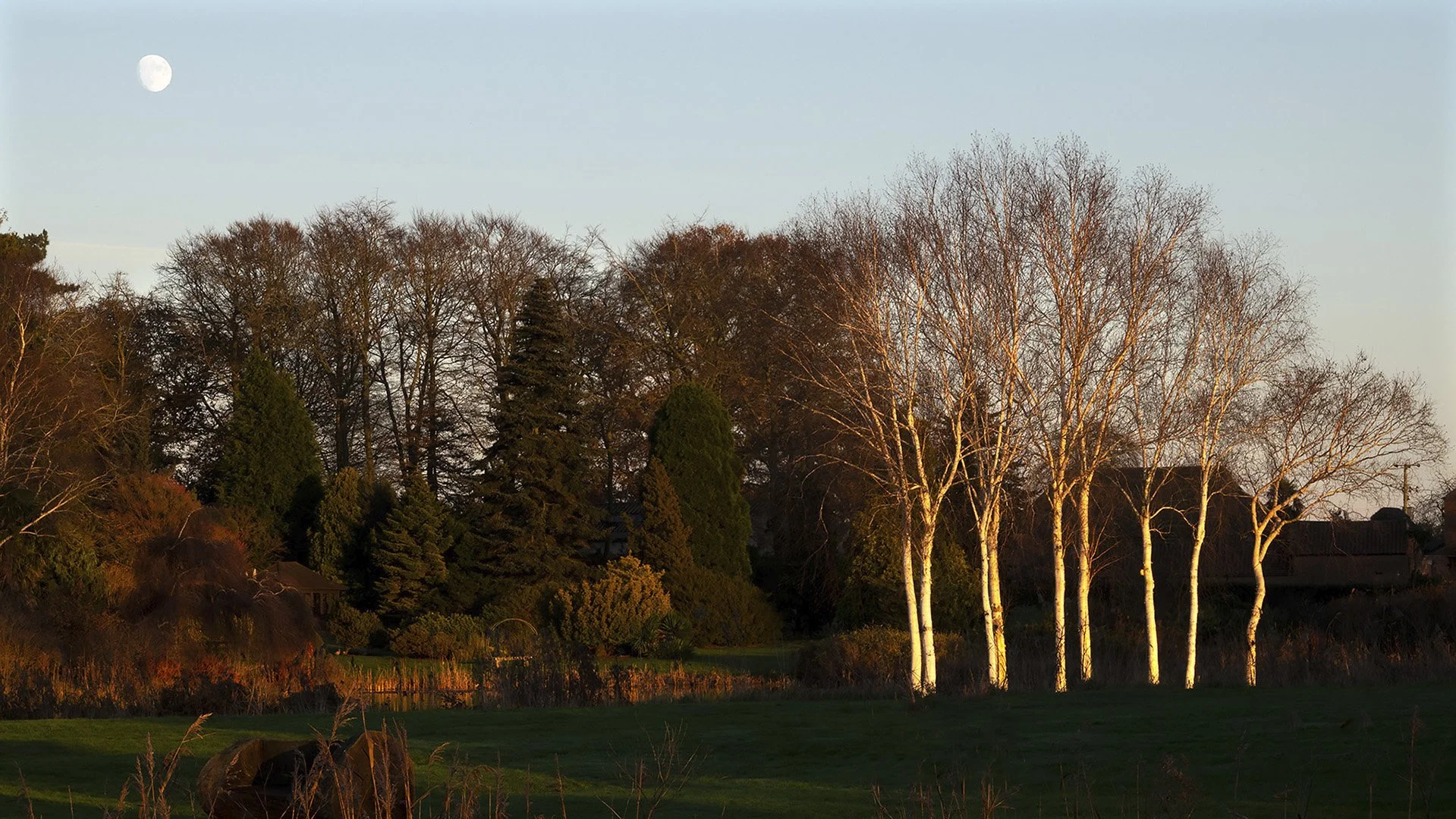 Nine birches abd the moon - Richard Courridge