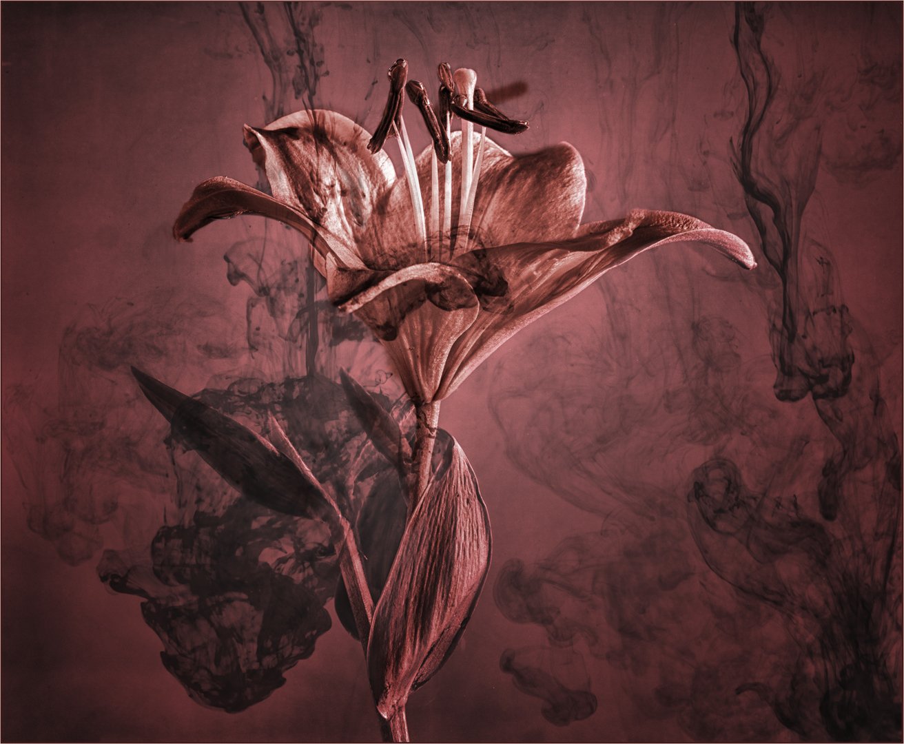 In the Pink - Margaret Churchill