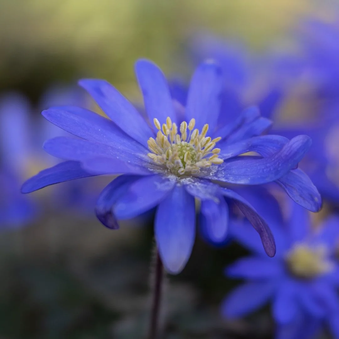 Anemone Hazel Farrow LRPS