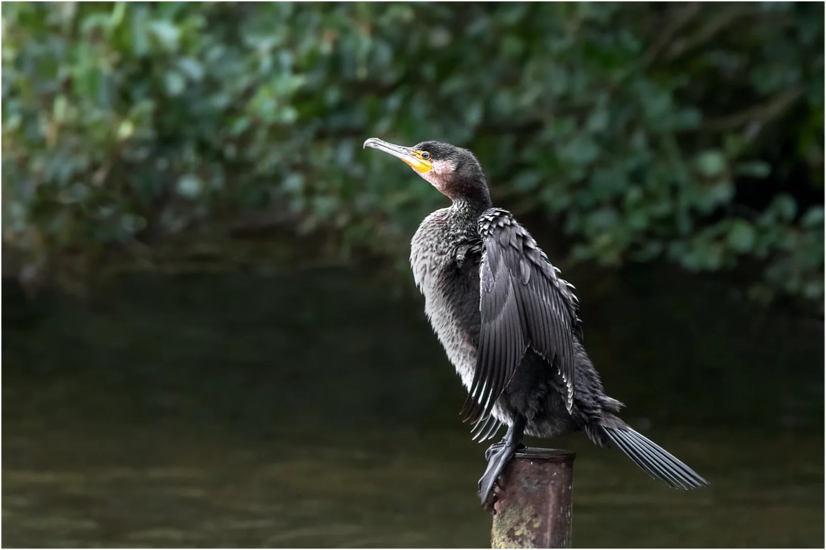 Cormorant - David Cowling