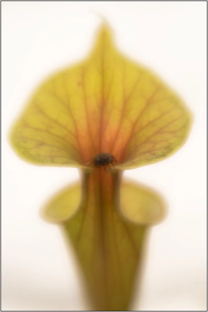 Sarracenia - Hazel Farrow