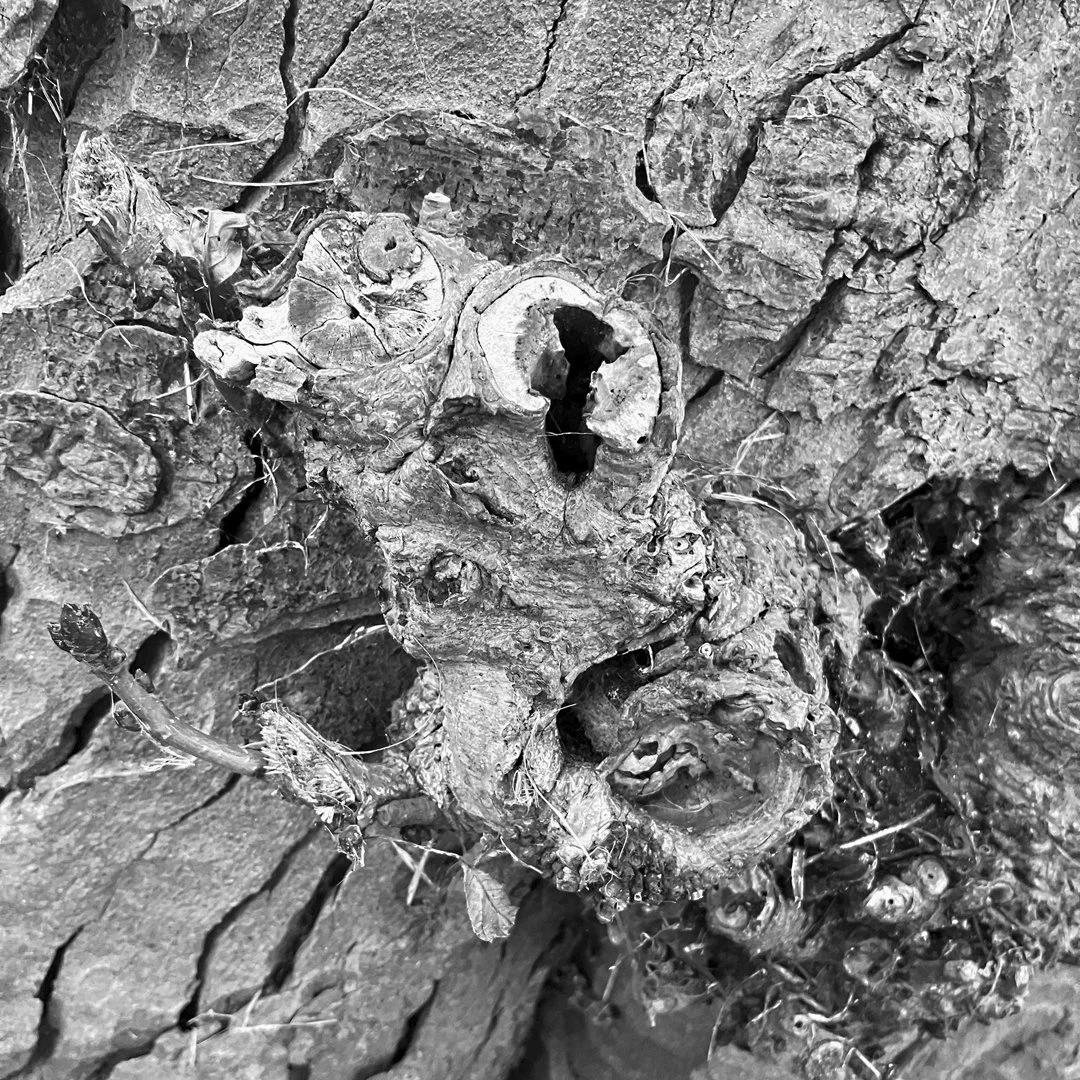 Nature's Art - Peter Nicholls