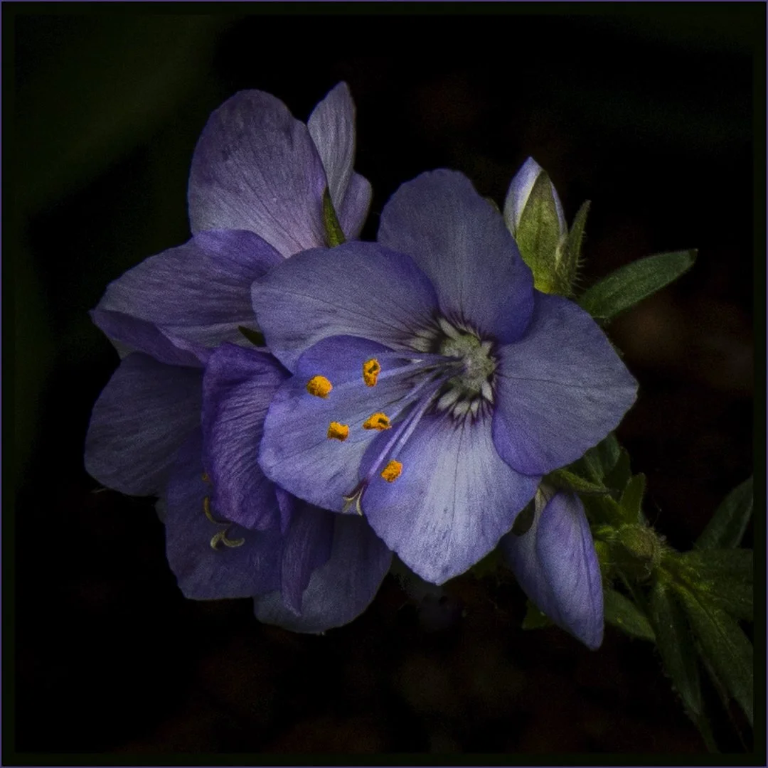 Jacob's Ladder - RUNNER UP - Teresa Chaundy Brain