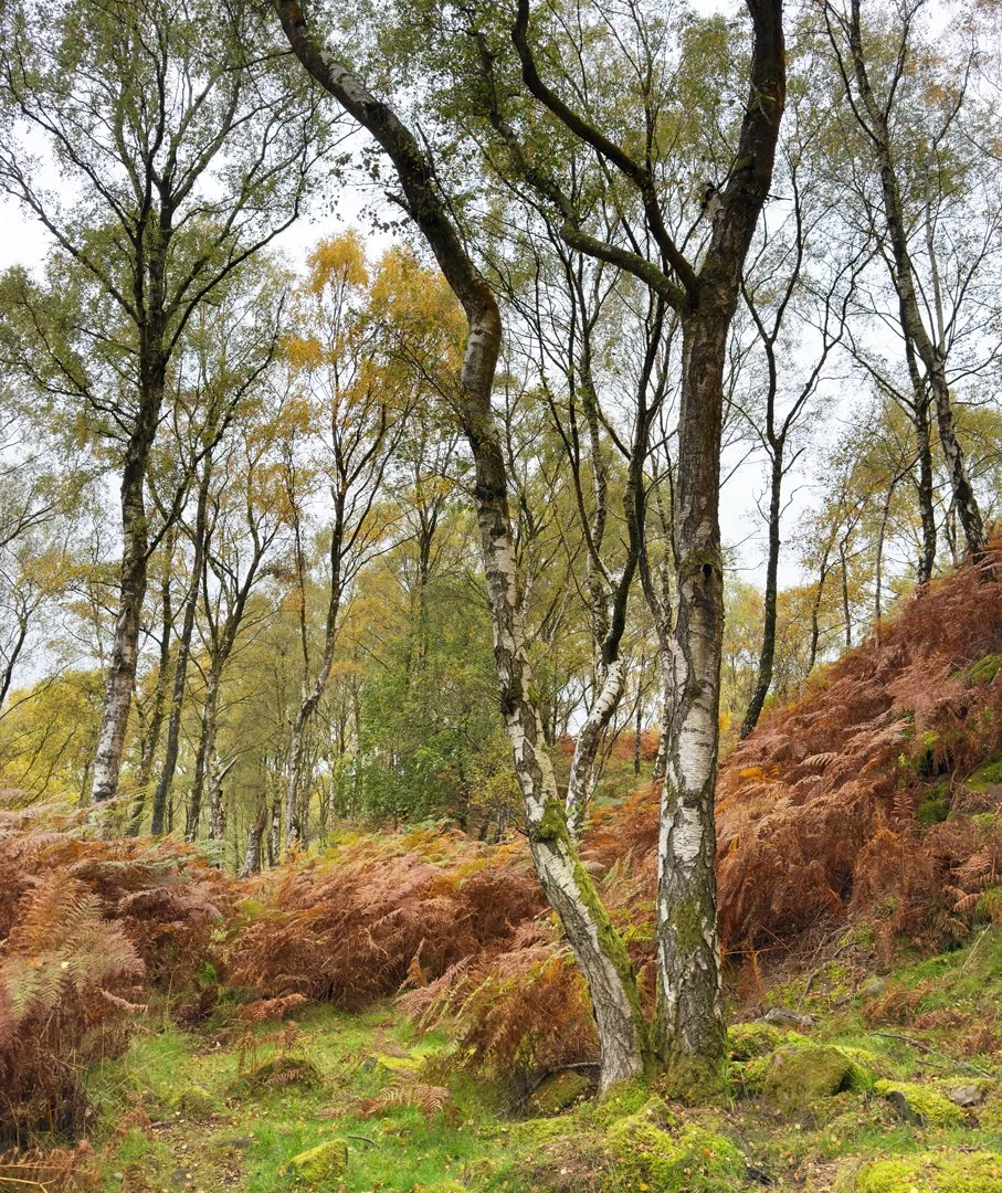 Bolehill Birches Hazel Farrow LRPS