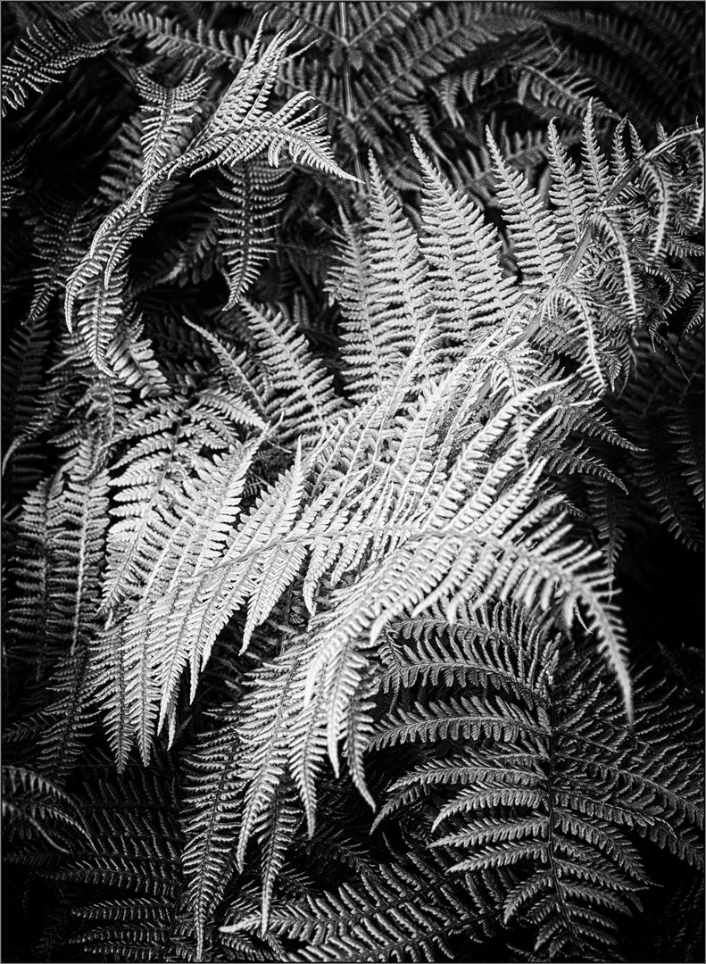 Fern - Hazel Farrow