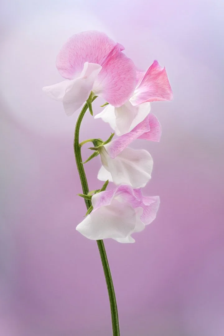 Winner Sweet Pea Hazel LRPS